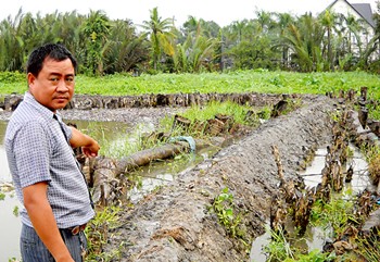 The low and weak dyke along Hai Sang Canal is unable to cope with high tide waves (Photo: SGGP) The low and weak dyke along Hai Sang Canal is unable to cope with high tide waves (Photo: SGGP)